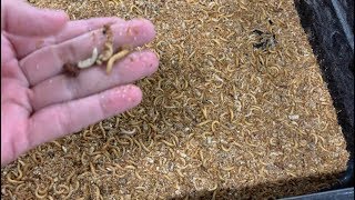 MEALWORM FARMING FOR BEGINNERS – How to Maintain a Healthy Mealworm Farm [upl. by Ecilegna520]