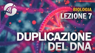 BIOLOGIA  Lezione 7  Duplicazione del DNA [upl. by Thorny]