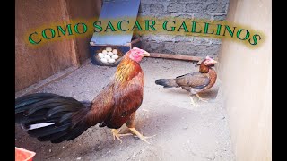 Como Sacar Gallinos 🐓 [upl. by Etezzil]