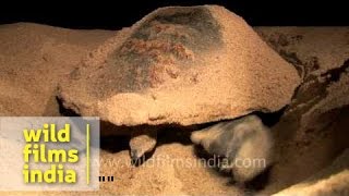 Olive Ridley Turtle laying eggs [upl. by Pope127]