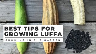 HOW to PLANT and GROW LUFFA LOOFAH plus WHEN to HARVEST and HOW to PEEL [upl. by Slack]