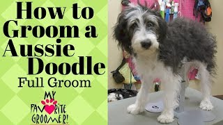 How to Groom a AussieDoodle [upl. by Llertnahs707]