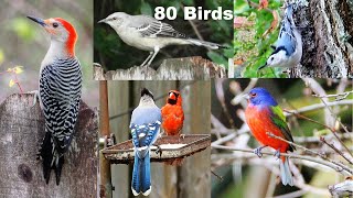 Identify Your Backyard Birds [upl. by Elimaj]