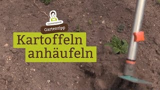 Kartoffeln anhäufeln für eine größere Ernte [upl. by Laemaj]