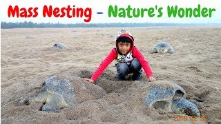 Olive Ridley Sea Turtles Laying Eggs  Mass Nesting Arribada [upl. by Oidivo]