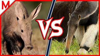 36💥Aardvark vs Giant Anteater  Panda vs Spectacled Bear winner [upl. by Pall588]