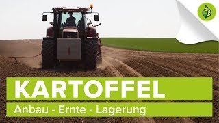 KARTOFFEL 24  Anbau Ernte Lagerung [upl. by Oznol]