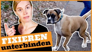 Hundebegegnungen ohne Stress I Leinenaggressionen vorbeugen I Fixieren rechtzeitig unterbinden [upl. by Yehudit]