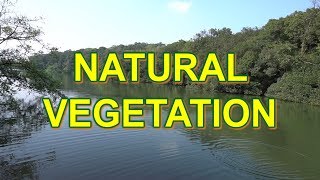 Natural vegetation in India  Class 9 and 11 NCERT [upl. by Chlori281]