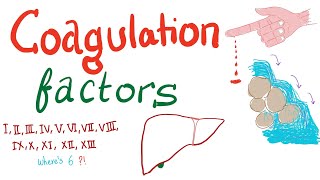 Coagulation Factors  Hemostasis  Hematology [upl. by Coyle]