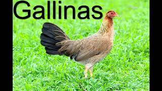 Gallinas Finas Seleccion Reproduccion Cria Razas Y Lineas [upl. by Eiralam261]