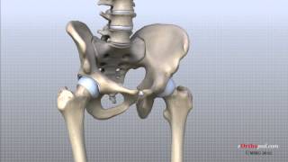 Hip Anatomy Animated Tutorial [upl. by Autrey]