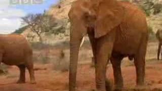 Wild African elephant with attitute  BBC wildlife [upl. by Hoban96]