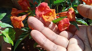 How to grow and care for the Tecoma Alata  Orange Trumpet flower [upl. by Ahsiak]