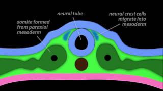 Neurulation [upl. by Etennaej]