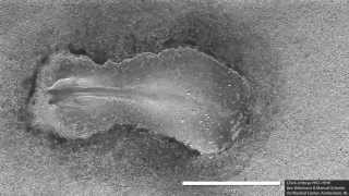 Early chick embryo development somitogenesis [upl. by Eveivenej]