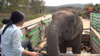 Lucky the Blind Circus Elephant Rescue  ElephantNews [upl. by Edmea]