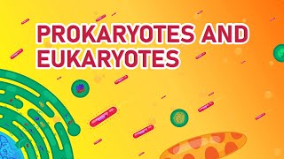 Prokaryotic vs Eukaryotic Cells  Differences Animated [upl. by Man363]