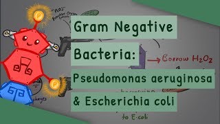 Gram Negative Bacteria Pseudomonas aeruginosa and Escherichia coli [upl. by Obara]