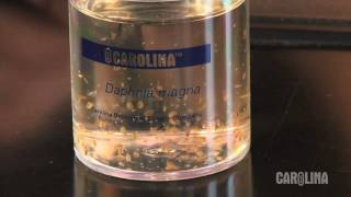 How to Care for Daphnia [upl. by Nennarb]