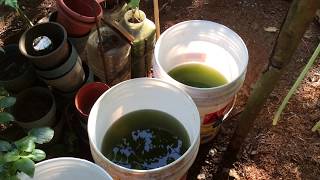 How to grow Green Water Algae [upl. by Audris]