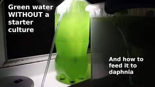 Green Water WITHOUT a Starter Culture  From Scratch  How To [upl. by Mckale]