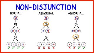 Chromosomal Abnormalities Aneuploidy and NonDisjunction [upl. by Eyk]