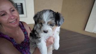 Pippas 1st Mini Aussiedoodles Puppies  7 weeks [upl. by Desma]