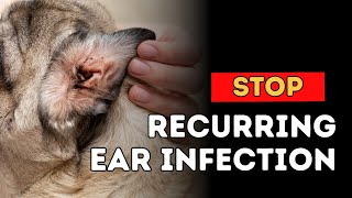 Stop Recurring Dog Ear Infections [upl. by Kalam]