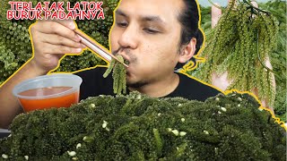 habis makan LATOK ni terus jadi duyung jantan mukbang malaysia SEAGRAPES ANGGUR LAUT [upl. by Loredana]