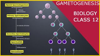 GAMETOGENESIS  Human Reproduction  Class 12 [upl. by Reece]