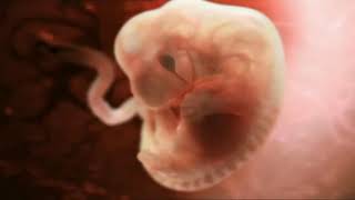 The Miracle of Life How it all began HD [upl. by Amati]