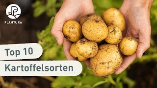 Die Top 10 besten Kartoffelsorten für den Garten [upl. by Kay]