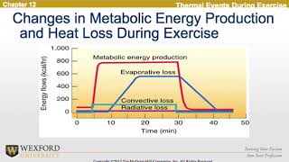 Thermoregulation During Exercise [upl. by Shawn]