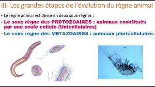 Biologie animale  Les Protozoaires [upl. by Anitnuahs]