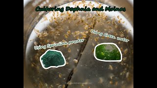 How To Culture Daphnia and Moinas using Green Water Spirulina powder [upl. by Trin]