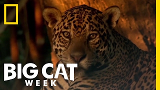 Learn About the Jaguar  Big Cat Week [upl. by Kery]