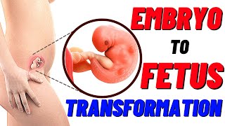 Embryology Animated  the First Three Weeks [upl. by Bisset]