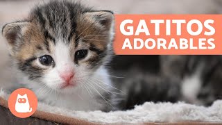 Vídeos de GATITOS BEBÉS 😻 ¡Gatos Tiernos y Graciosos [upl. by Mitchael]