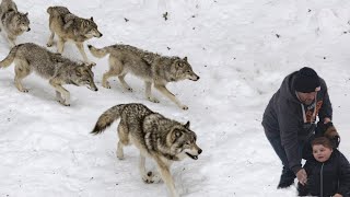 10 TIPS HOW TO SURVIVE FROM WOLVES [upl. by Willet]