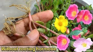 Easiest way to grow Purslane from cutting  Portulaca Oleracia [upl. by Colin]