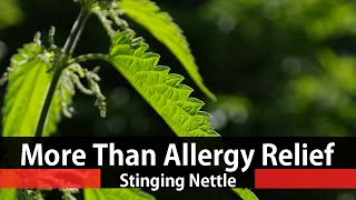 The Benefits Of Stinging Nettle  Urtica Dioica [upl. by Vookles6]