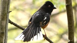 Eastern towhee call  Alarm  distress  warning sounds  Bird [upl. by Yelnik984]