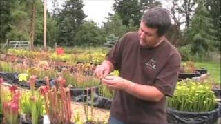 How to Pollinate Sarracenia Flowers [upl. by Mirilla]