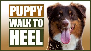 AUSTRALIAN SHEPHERD TRAINING How to Train Your Australian Shepherd To Walk To Heel [upl. by Aivatra248]