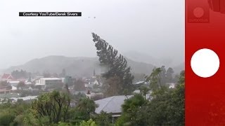 Caught on camera Strong winds uproot giant tree in New Zealand [upl. by Geraldine575]