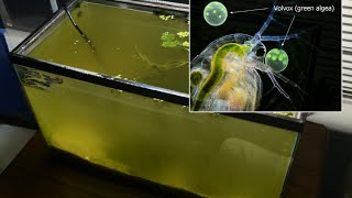 Raising Daphnia for the Freshwater Aquarium [upl. by Annekcm]