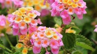 7 PLANTAS DE FLORES LINDAS E NUMEROSAS PARA SEU JARDIM [upl. by Yarehs]