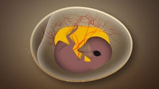 How Birds Get Oxygen Inside Their Eggs [upl. by Drews]