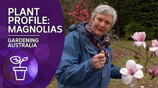 Plant Profile Caring and Planting Magnolias [upl. by Chrissie674]